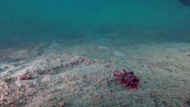 Flammender Tintenfisch Metasepia pfefferi auf dem Meeresboden in Indonesien. — Stockvideo