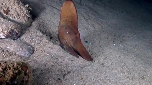 Peces Batfish Platax pinnatus en fondos marinos arenosos en el océano, Indonesia. — Vídeos de Stock