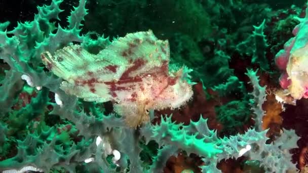 Stone Fish close-up macro video poisonous wartfish Synancea. — Stock Video