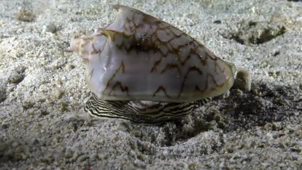 Sea shell lumaca Harpidae primo piano sui fondali marini sott'acqua, Indonesia. — Video Stock