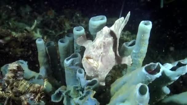 Kikkervis, hengelaarsvis en zeesponzen onderwater, macrovideo. — Stockvideo