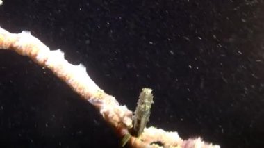 Deniz atı Karadeniz uçurumunun arka planında mercan dalında sallanıyor..