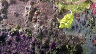 Unicorn-acreicht kıvrık kuyruklu Acreichthys tomentosus, Endonezya