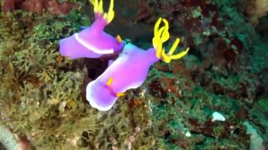 Yakın plan. Parlak pembe cüppeli Hem Hypselodoris Çıplak Slugsea.