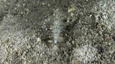 Cam böcek gözlü karides deniz tabanında sürünür. Su altı makro videosu.