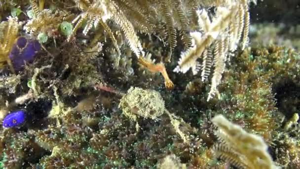 Cavalo marinho no fundo do lírio do mar e anêmona subaquática, Indonésia. — Vídeo de Stock