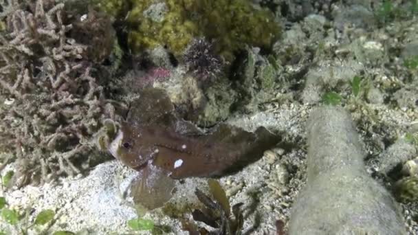 Macro. Cacatua waspfish Ablabys taenianotus no fundo do mar na Indonésia. — Vídeo de Stock