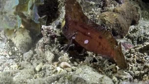 Macro. Cacatua única waspfish Ablabys taenianotus na Indonésia. — Vídeo de Stock