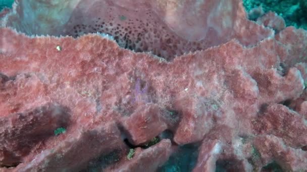 Egyedülálló lila kis pók rák mászik víz alatti rózsaszín korall. — Stock videók