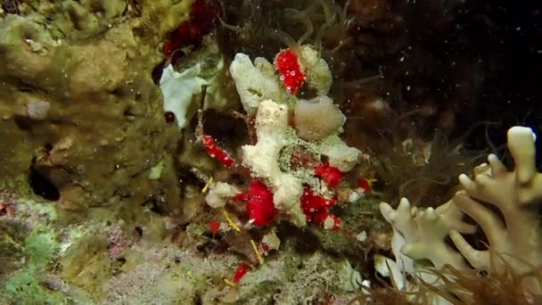 Un crabe de récif convexe rouge vif se déplaçant lentement à travers — Video