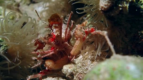 Un cangrejo convexo rojo brillante del arrecife moviéndose lentamente a través — Vídeo de stock