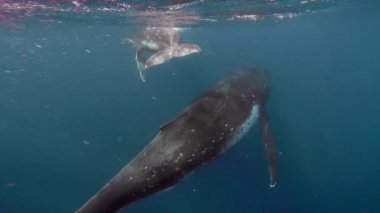 Yeni doğan kambur balina yavrusu Pasifik Okyanusu 'nda annesinin yanında suyun altında yüzer..