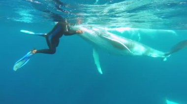 Yeni doğan kambur balina yavrusu Pasifik Okyanusu 'nda annesinin yanında suyun altında yüzer..