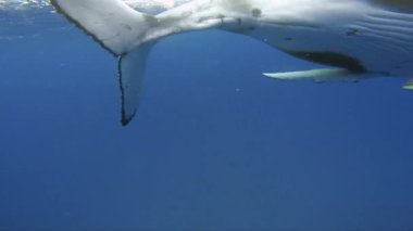 Yeni doğan kambur balina yavrusu Pasifik Okyanusu 'nda annesinin yanında suyun altında yüzer..
