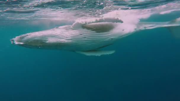 Ballena de cerca bajo el agua en el Océano Pacífico. — Vídeo de stock