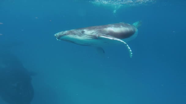 Cachorro de ballena jorobada recién nacido nada junto a mamá bajo el agua en el Océano Pacífico. — Vídeos de Stock