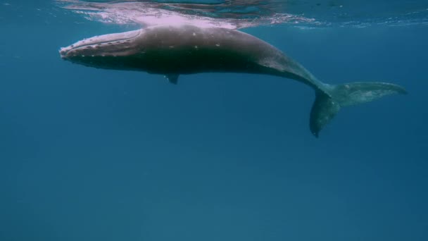 Újszülött púpos bálna kölyök úszik anya mellett víz alatt a Csendes-óceánon. — Stock videók