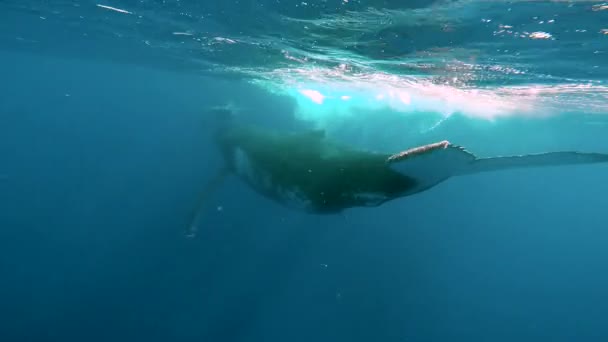 Cachorro de ballena jorobada recién nacido nada junto a mamá bajo el agua en el Océano Pacífico. — Vídeo de stock