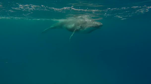 Cachorro de ballena jorobada recién nacido nada junto a mamá bajo el agua en el Océano Pacífico. — Vídeos de Stock