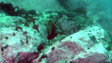 Antarktika Okyanusu sualtı manzarası.