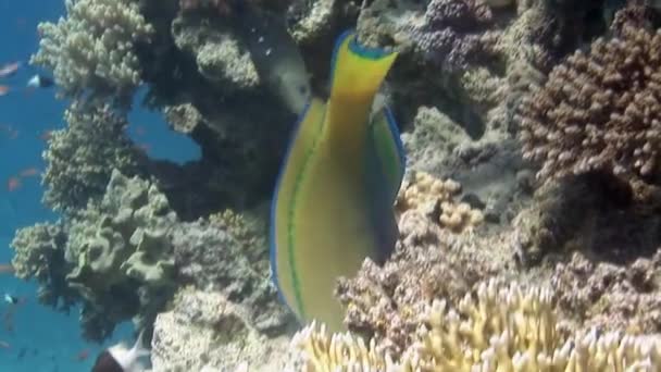 Korallhalak iskolája a tenger alatti tenger kék hátterében élelmet keresve. — Stock videók