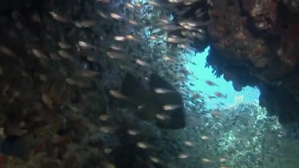 Escuela de peces de coral sobre fondo azul del mar bajo el agua en busca de alimentos. — Vídeos de Stock