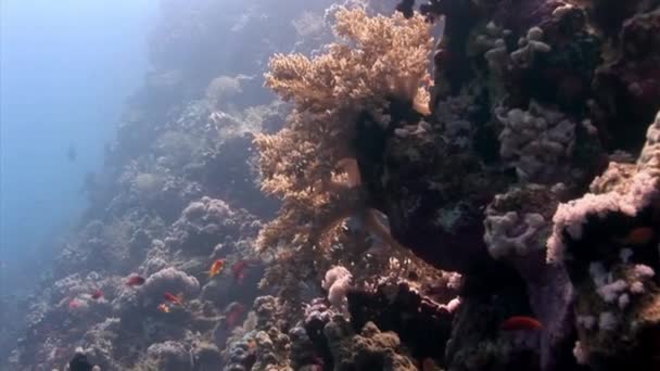 Skolan av korall fisk på blå bakgrund av havet under vatten på jakt efter mat. — Stockvideo