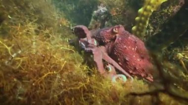 Taş deniz dibinin yiyecek bulmak büyük ahtapot.