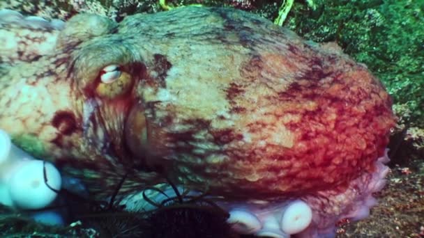 Taş deniz dibinin yiyecek bulmak büyük ahtapot. — Stok video