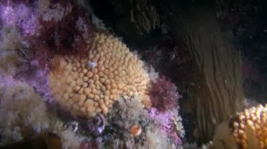 Kuzey Buz Denizi 'nin sualtı manzarası.