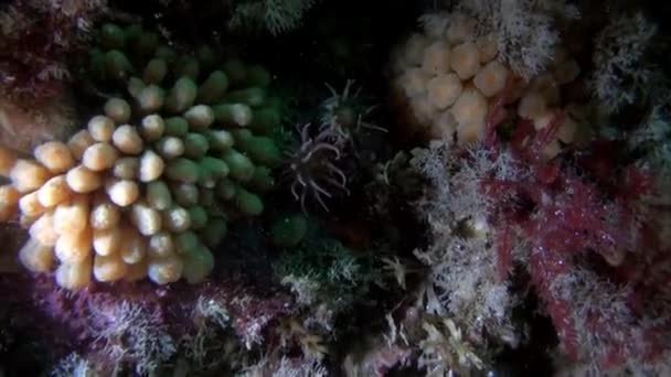 Paisagem subaquática do Oceano Ártico. — Vídeo de Stock