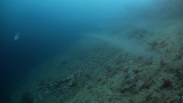 Paisagem subaquática do Oceano Ártico. — Vídeo de Stock