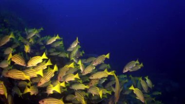 Hindistan 'daki Andaman Deniz Adaları' nın harika deniz tabanında balık sürüsü..