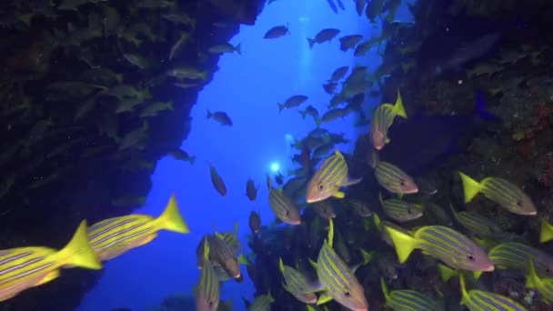 インドのアンダマン海の素晴らしい海底におけるスナッパーの浅瀬. — ストック動画