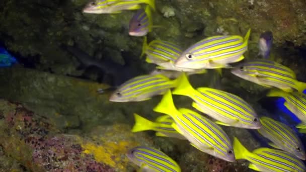 Brote de pargos en el maravilloso lecho marino de las Islas del Mar de Andamán en la India. — Vídeos de Stock