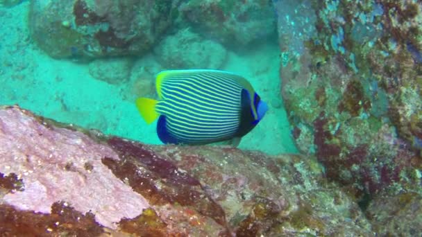 Shoal de peces de coral en el maravilloso lecho marino de las Islas del Mar de Andamán en la India. — Vídeos de Stock