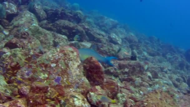 Grund av korall fisk i den underbara havsbotten av Andaman Sea Islands i Indien. — Stockvideo