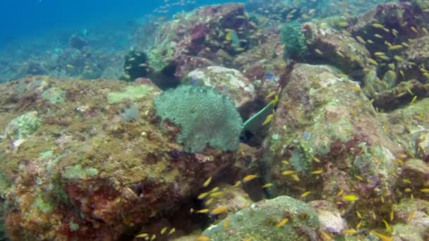 Grund av korall fisk i den underbara havsbotten av Andaman Sea Islands i Indien. — Stockvideo