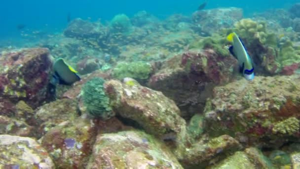 Grund av korall fisk i den underbara havsbotten av Andaman Sea Islands i Indien. — Stockvideo