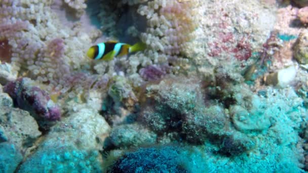 Hindistan 'daki Andaman Deniz Adaları' nın harika deniz tabanında mercan balığı sürüsü.. — Stok video