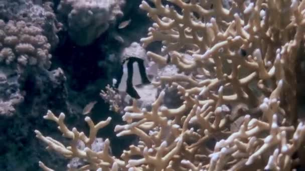 Ecole de poissons coralliens sur fond bleu de mer sous-marine à la recherche de nourriture. — Video