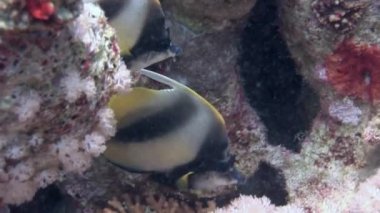 Renkli egzotik kelebekler tropikal mercan resiflerinde su altında balık avlarlar..