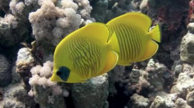 Deniz altında yiyecek aramak için mavi zemin üzerinde mercan balığı sürüsü.