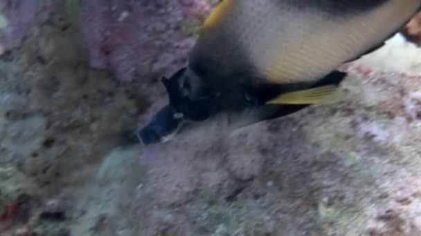 热带珊瑚礁上的水下有五彩缤纷的奇异蝴蝶鱼. — 图库视频影像