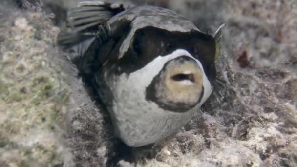 Actinopterygii Puffer boxfish with white in corals in search of food underwater. — Stock Video