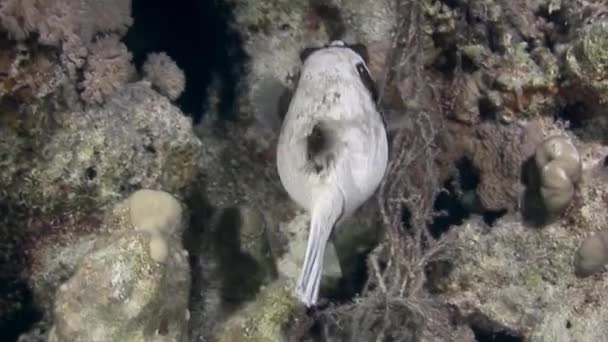 Actinopterygii Puffer boxfish s bílou v korálech při hledání potravy pod vodou. — Stock video