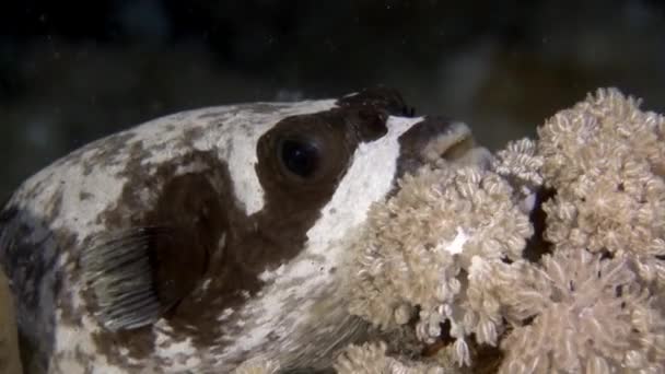 Pesce scatola Actinopterygii Puffer con bianco nei coralli in cerca di cibo sott'acqua. — Video Stock
