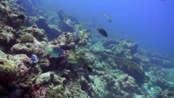 Під водою барвисті тропічні риби . — стокове відео