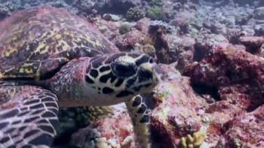 Deniz kaplumbağa kaplumbağa üzerinde arka plan renkli mercan sualtı Maldivler deniz.