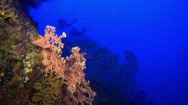 Daha temiz balık temizleme mercan kayalıklarında moray balığı.